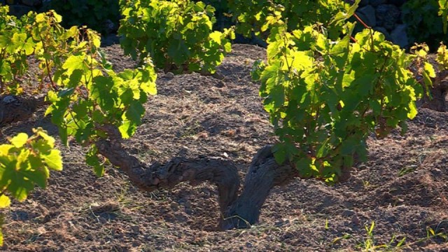 Raisin ng Pantelleria