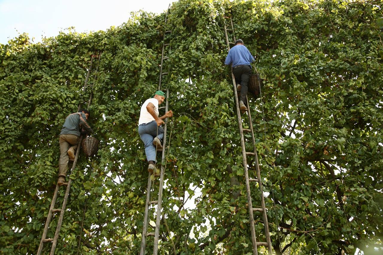 Aversa को Asprinius - Aversa | Secret World Trip Planner