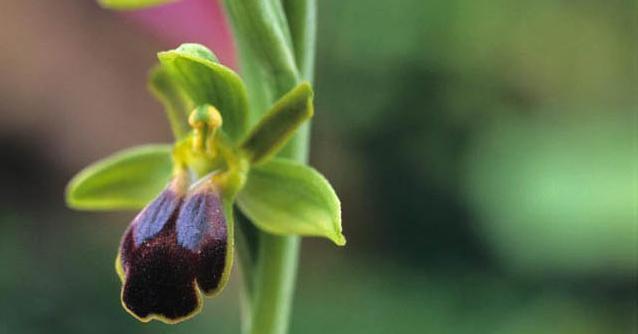 Sasano orchidėjų slėnis