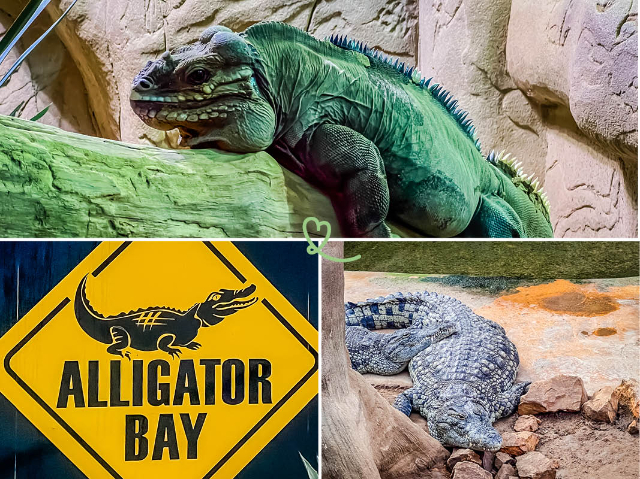 Alligator Bay - Beauvoir | Secret World Trip Planner