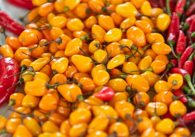 A pimenta Datil - St. Augustine | Secret World Trip Planner