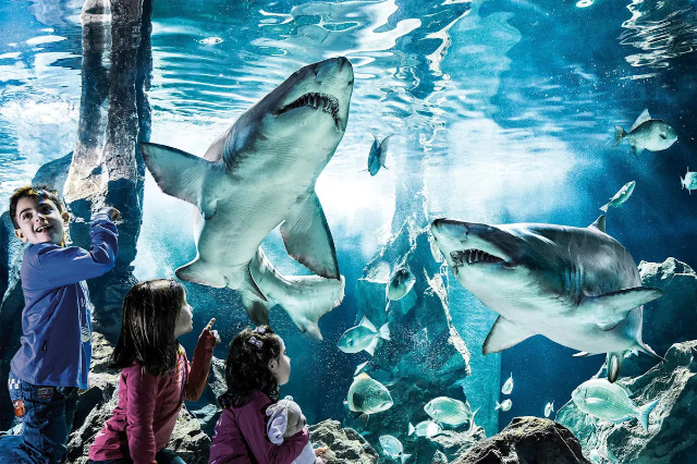 Genova fiskabúr - Genova | Secret World Trip Planner