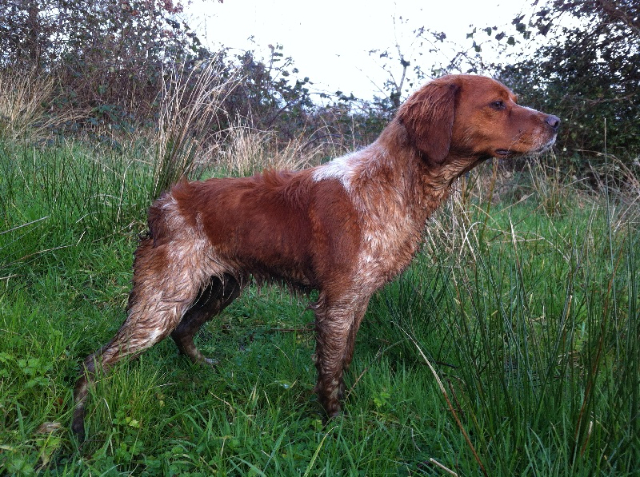 Callac na Brittany spaniels - Callac | Secret World Trip Planner