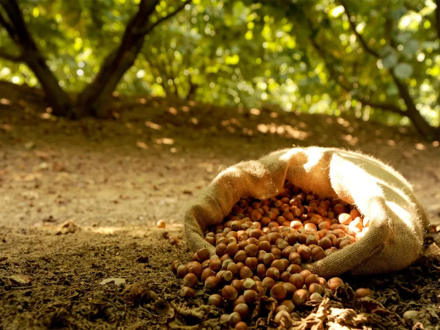Discovering the Hazelnut Magic - Baiano | Secret World Trip Planner