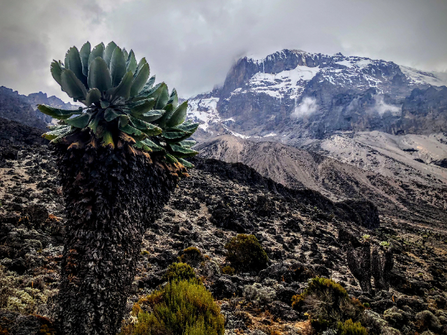 Kæmperne på Kilimanjaro - Mount Kenya National Park | Secret World Trip Planner