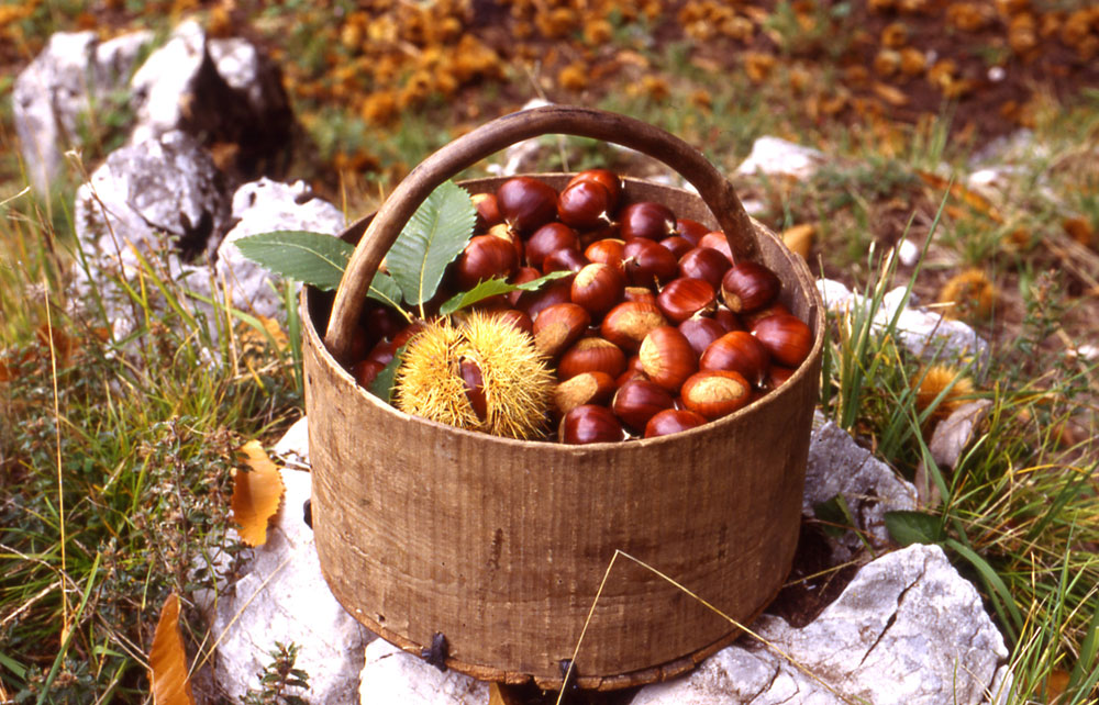 Montella chestnut I.G.P.