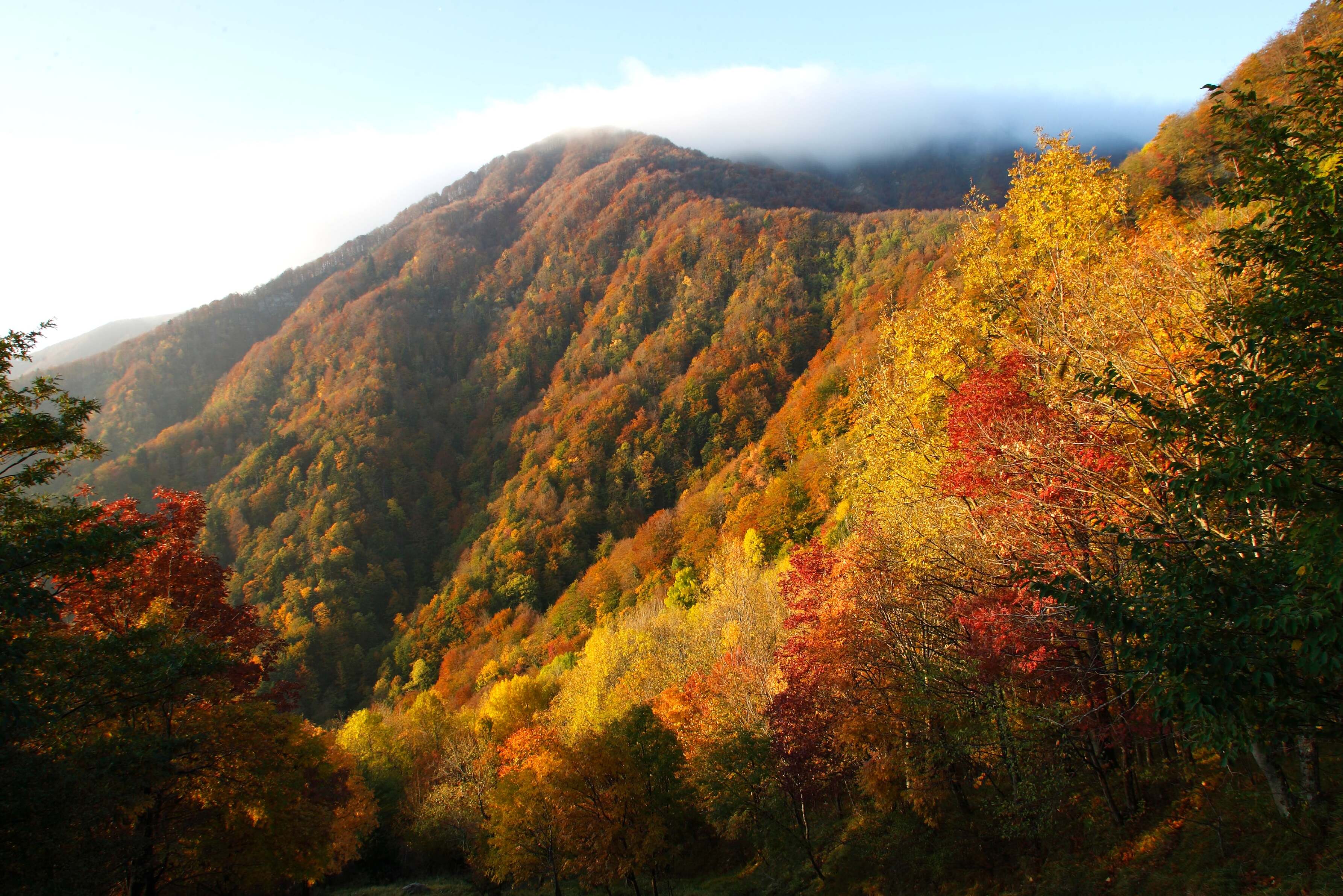 Parco Nazionale delle Foreste Casentinesi, Monte Falterona ja Campigna - Arezzo | Secret World Trip Planner