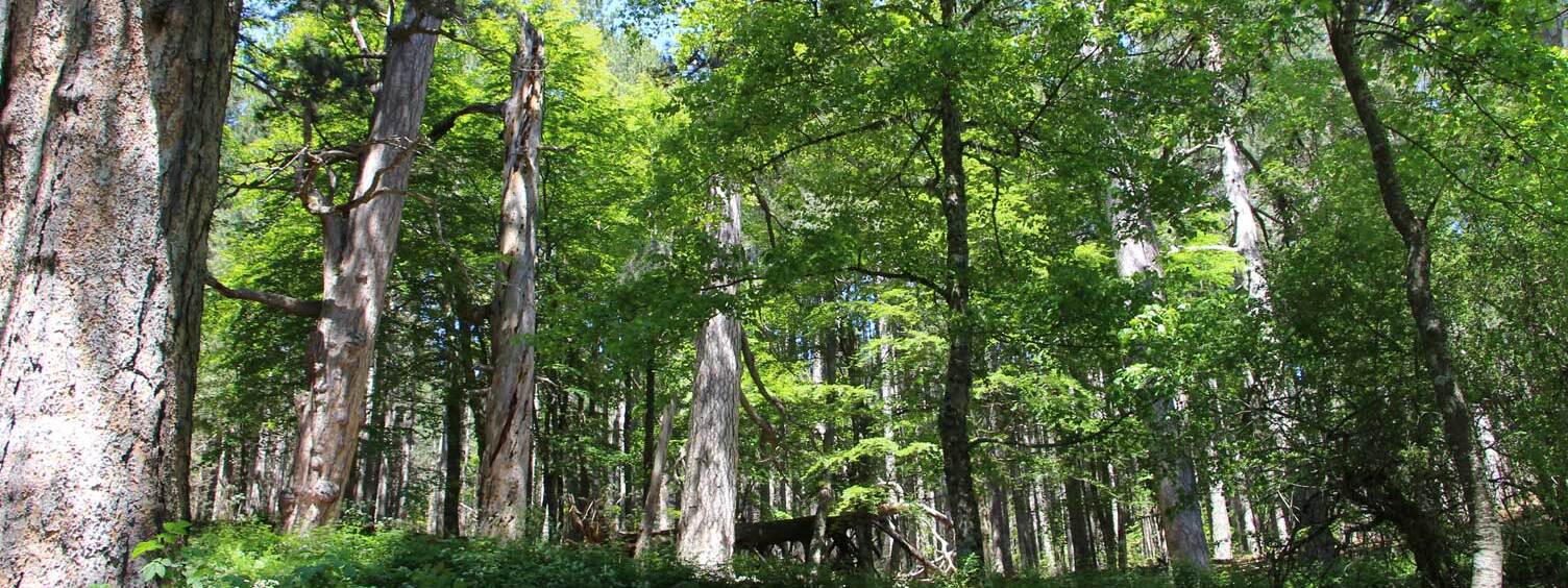 I Giganti della Sila : alberi che toccano il cielo - Camigliatello Silano | Secret World Trip Planner