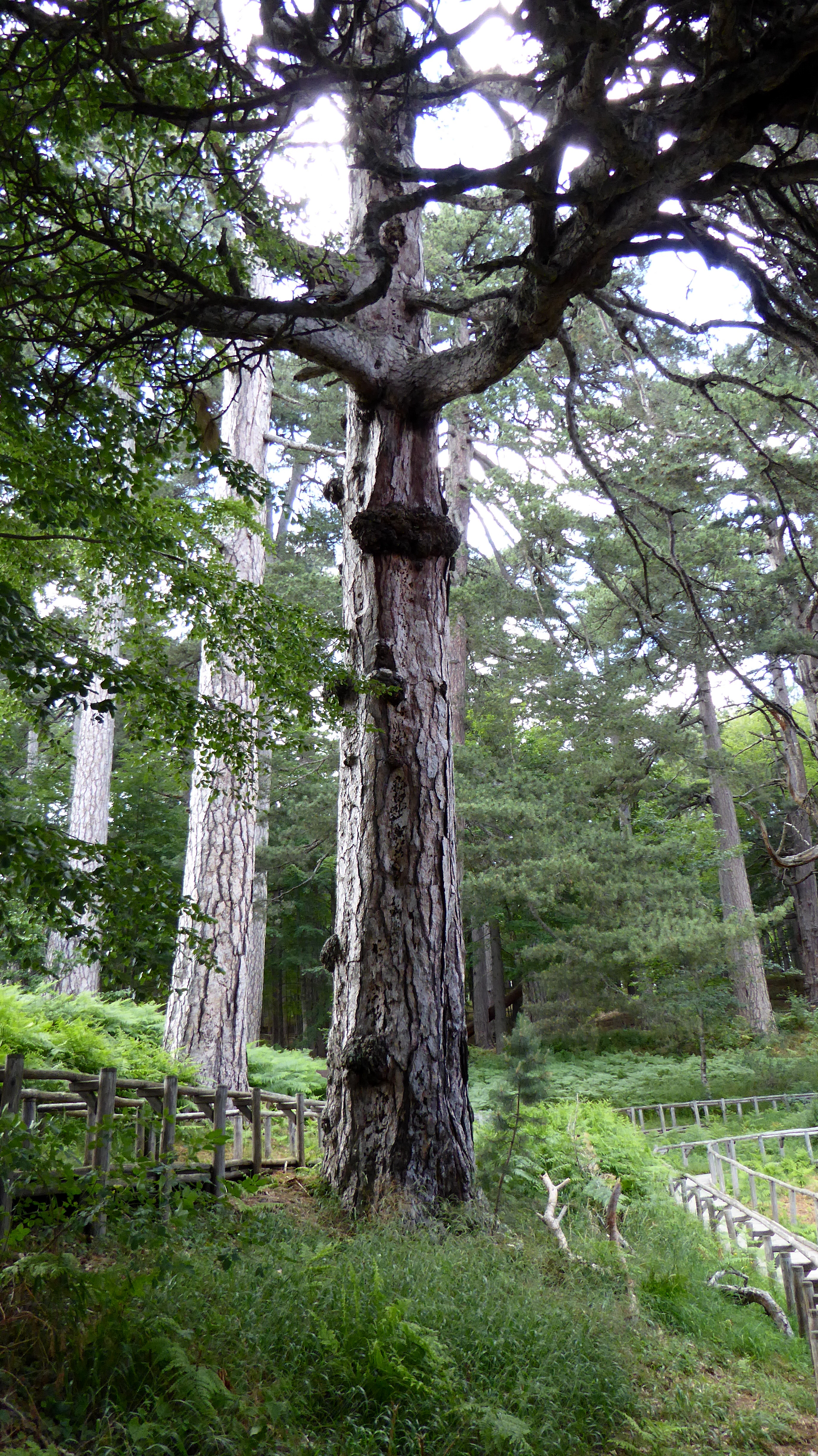 I Giganti della Sila : alberi che toccano il cielo - Camigliatello Silano | Secret World Trip Planner