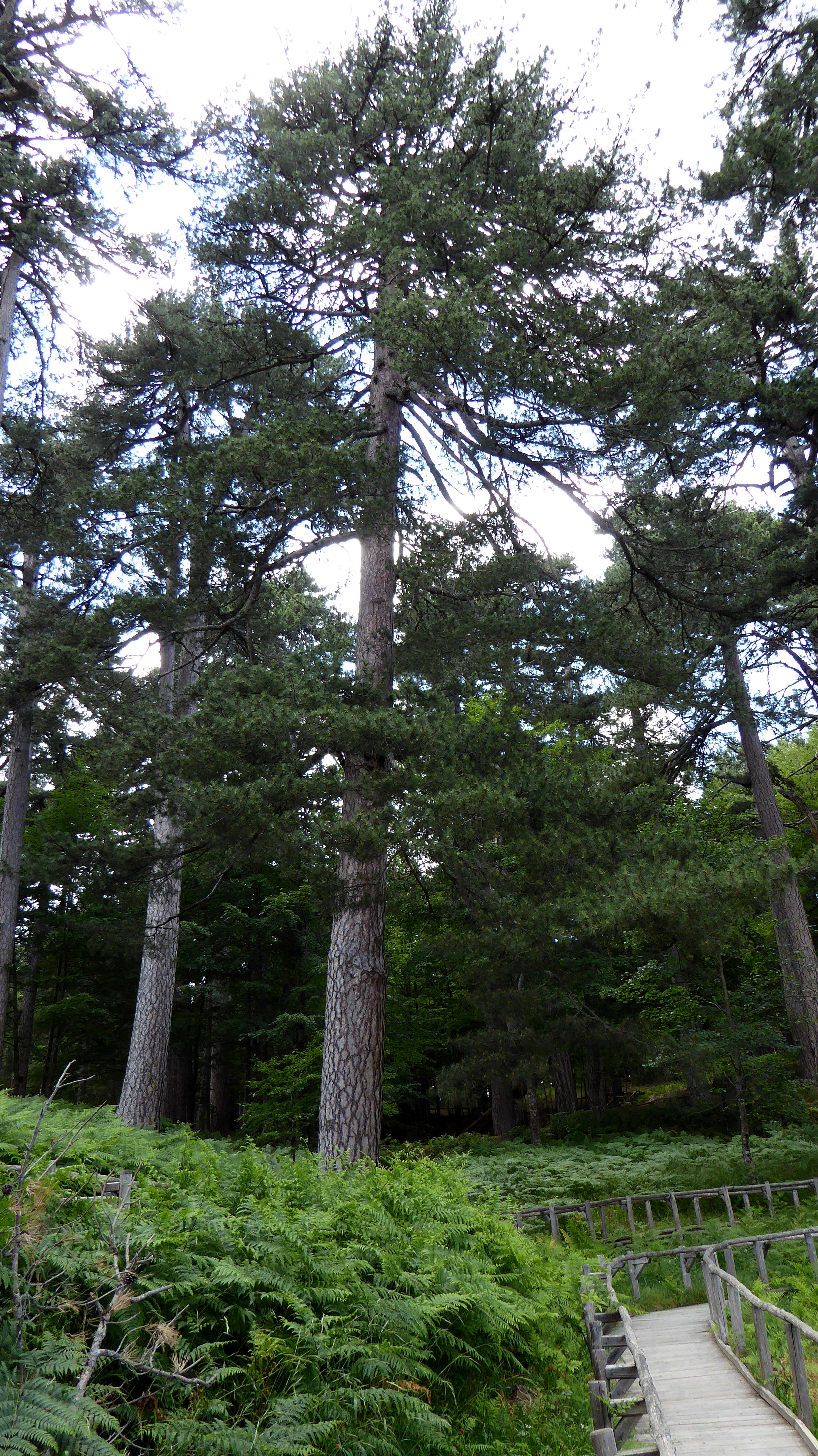 I Giganti della Sila : alberi che toccano il cielo - Camigliatello Silano | Secret World Trip Planner