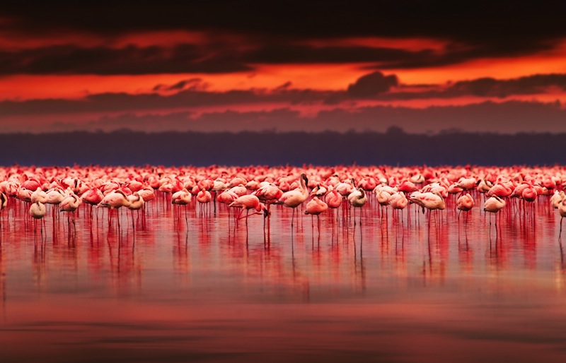 Kenya Lake Nakuru: Home to thousands of pi... - Secret World