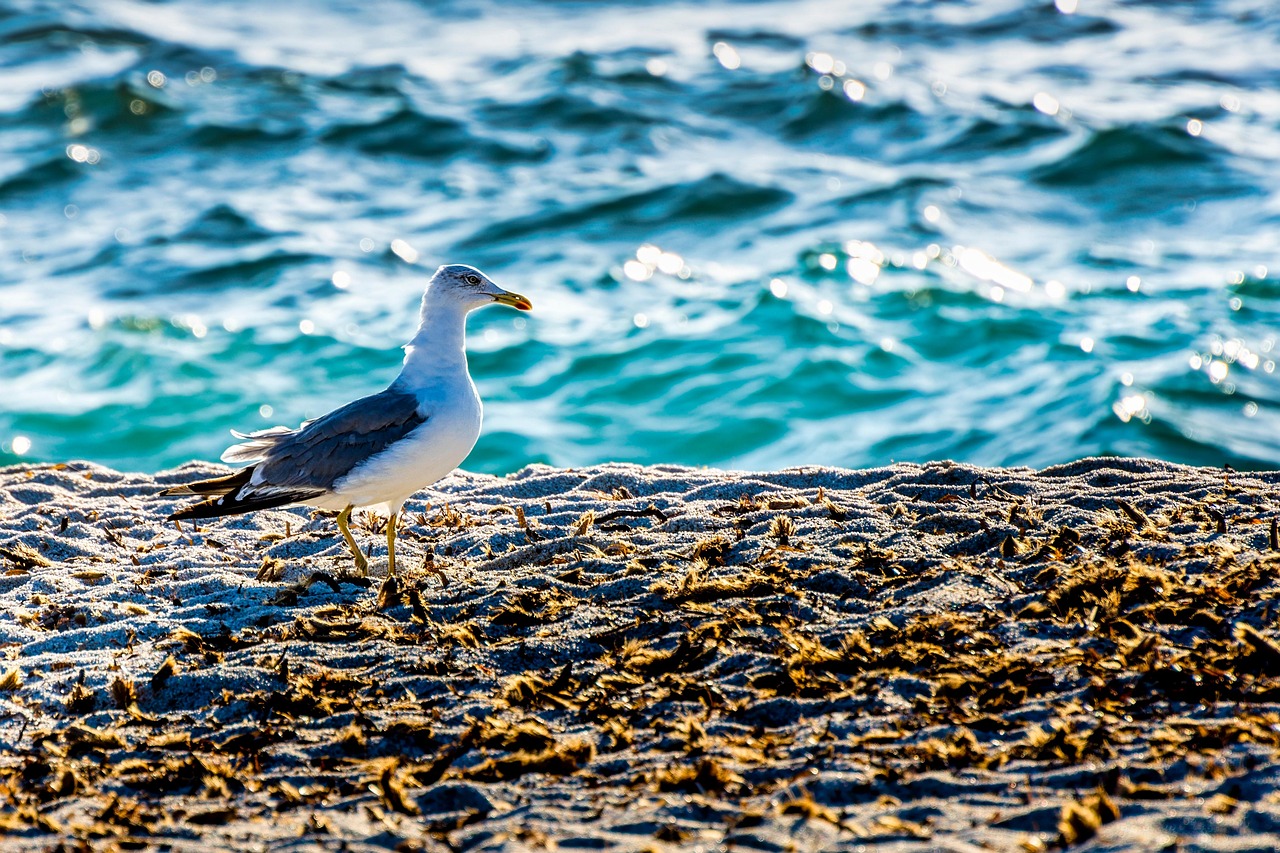 Sardinien Nascosta | Is Arutas ( Ziegen ) - Is Arutas | Secret World Trip Planner