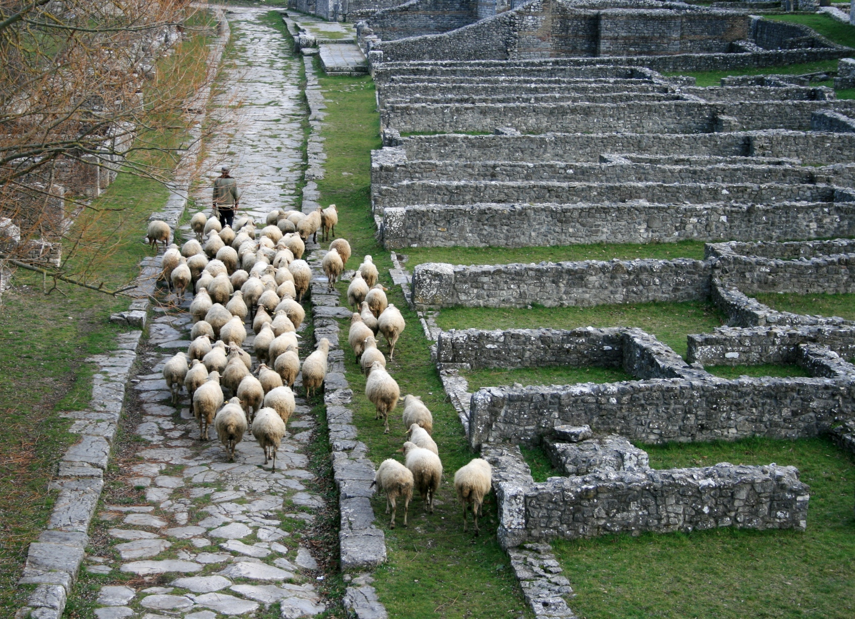 అల్టిలియా - సెపినమ్