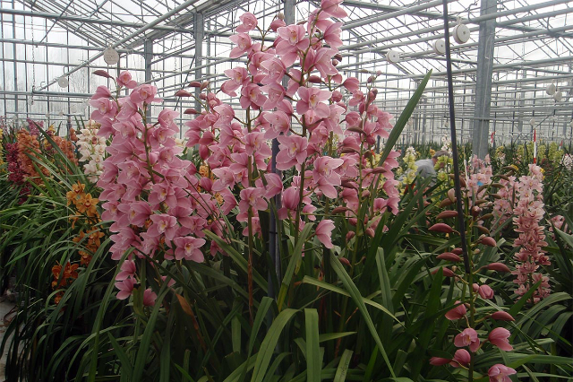 Samos: Die Orchideeninsel Griechenlands - Samos | Secret World Trip Planner