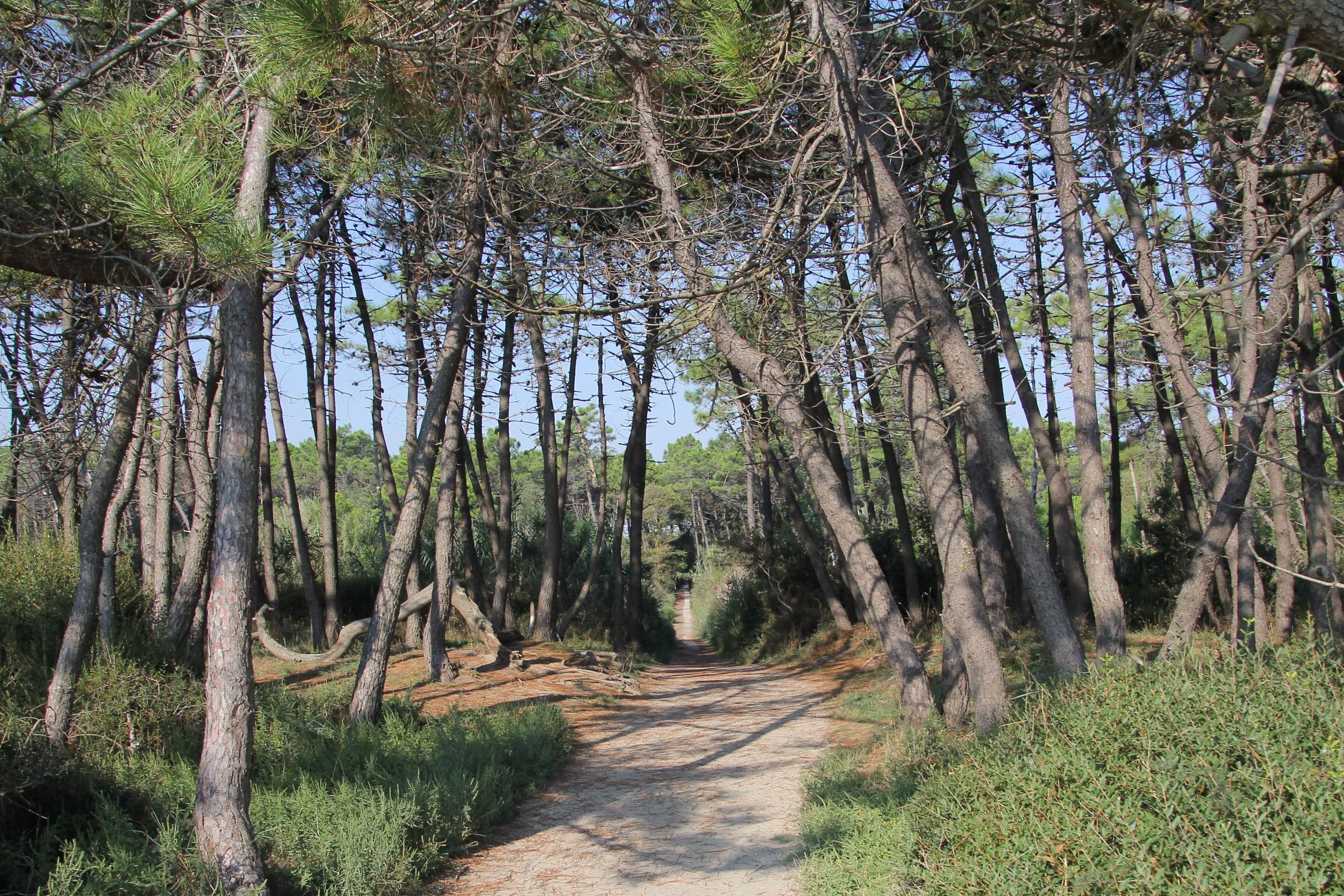 वर्ग के पाइनवुड - Pineta di Classe | Secret World Trip Planner