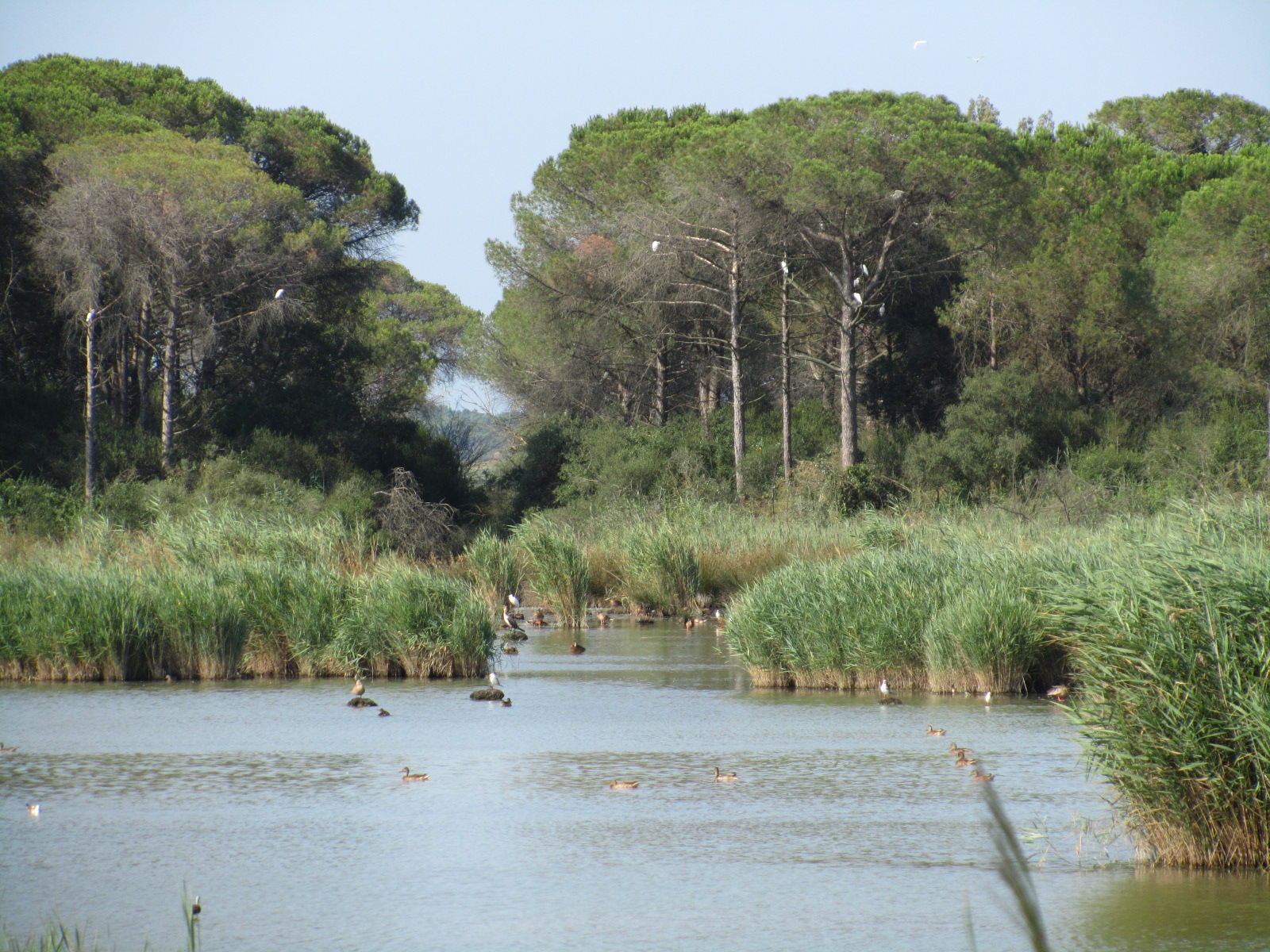 वर्ग के पाइनवुड - Pineta di Classe | Secret World Trip Planner