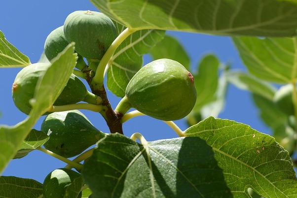 Pisterzo anjir - Pisterzo | Secret World Trip Planner