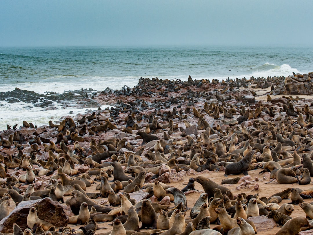 Namíbia Skeleton Coast Nemzeti Parkja - Springbokwasser | Secret World Trip Planner