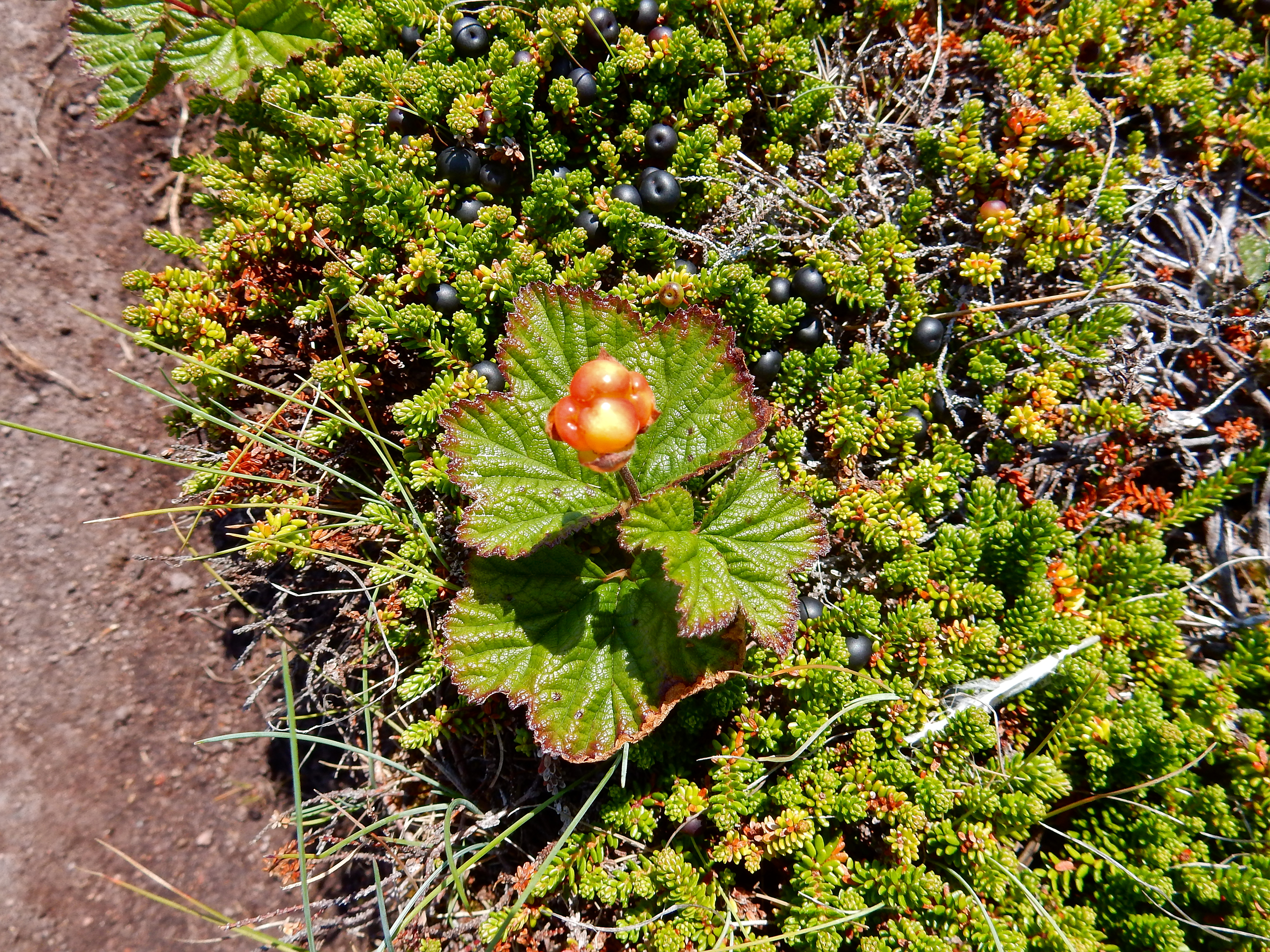 Kanada | Töfrandi Austurströnd Slóð  - Saint John's | Secret World Trip Planner