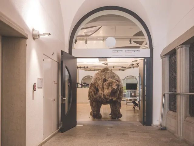 Zooloģijas muzejs, Cīrihes Universitāte - Zürich | Secret World Trip Planner