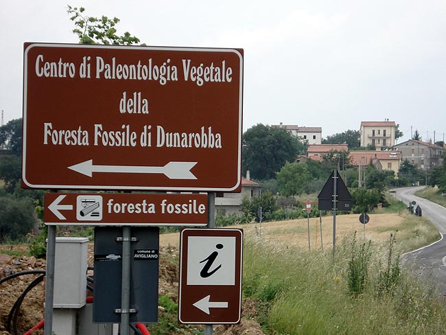 Dunarobba fossiilne mets