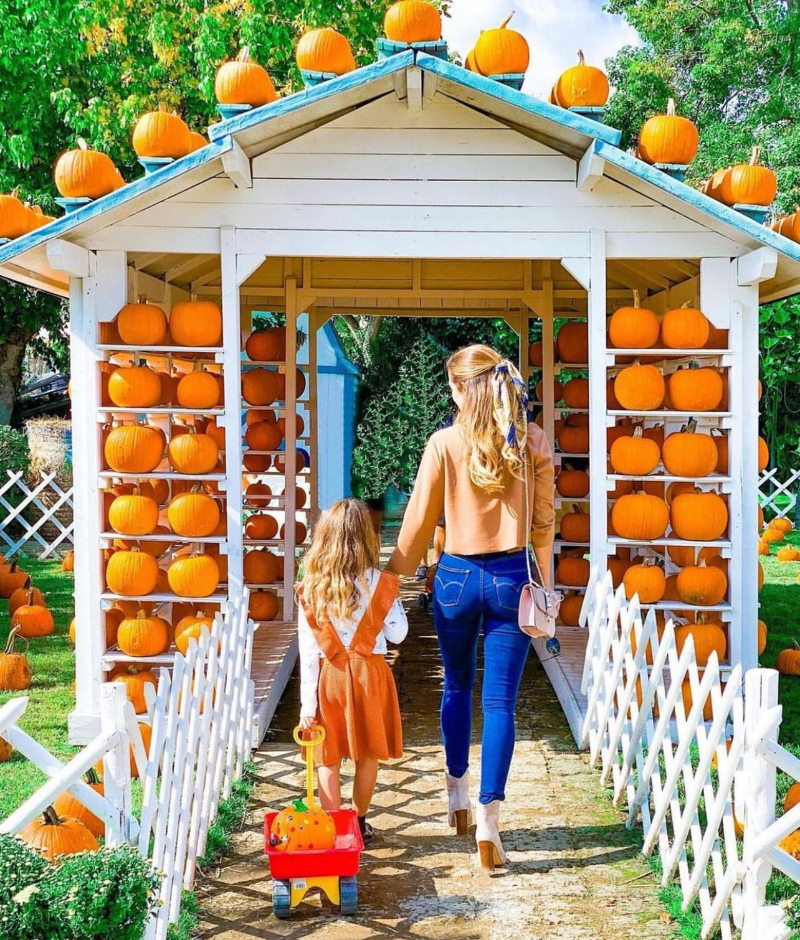 The Pumpkin Garden