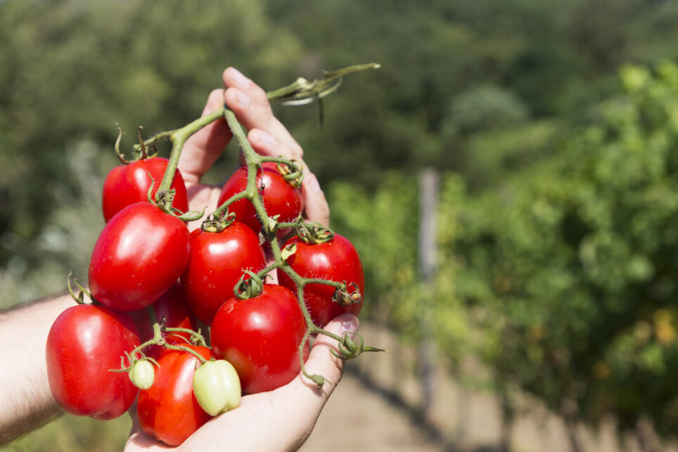 Raja Tomat Umberto - Tramonti | Secret World Trip Planner