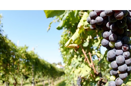 Italiako Ardoak: Ciliegiolo - Amelia | Secret World Trip Planner