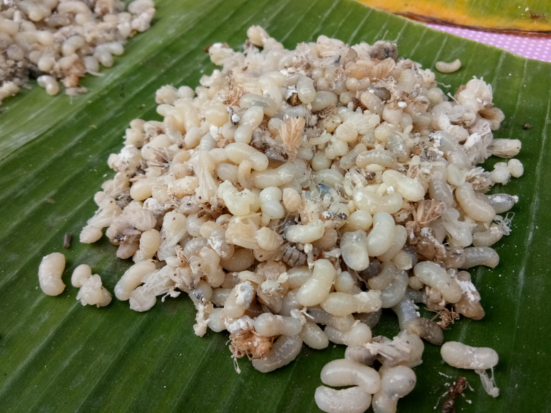 埃斯卡莫尔斯 - 墨西哥 - Mexico City | Secret World Trip Planner