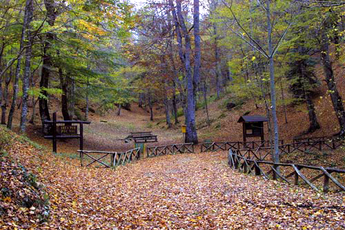 Bosque de la Umbra