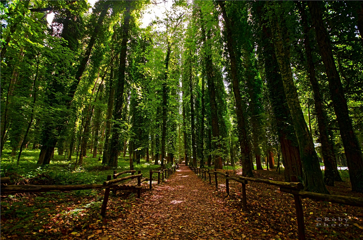 Bosque de la Umbra