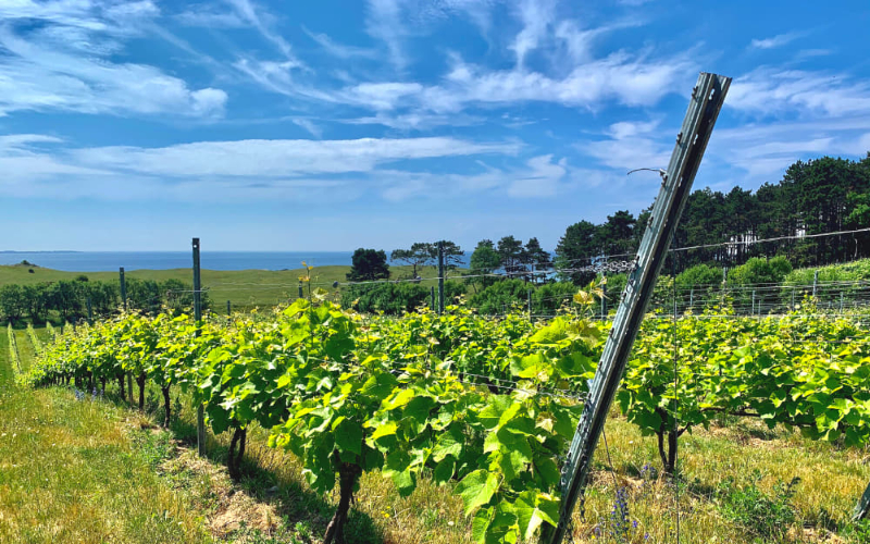 Røsnæs, et le vin du Danemark