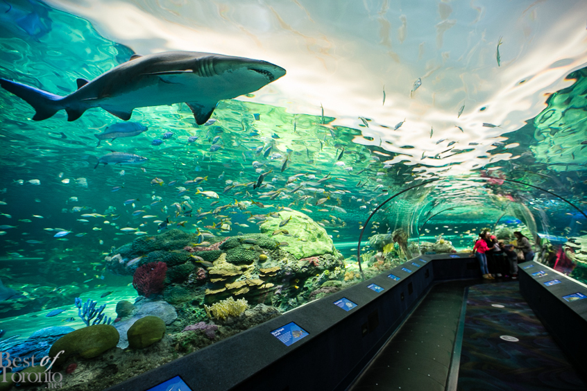 Immerse yourself in the Ripley’s Aquarium of Canada - Toronto | Secret World Trip Planner