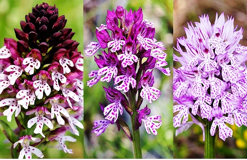 Bonde la Orchids ya Sassano