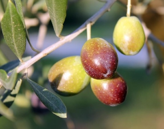 Oliva Racioppella - Guardia Sanframondi | Secret World Trip Planner