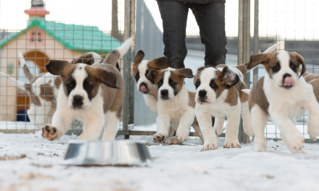 Barryland, ang St. Bernard dog museum - Martigny | Secret World Trip Planner