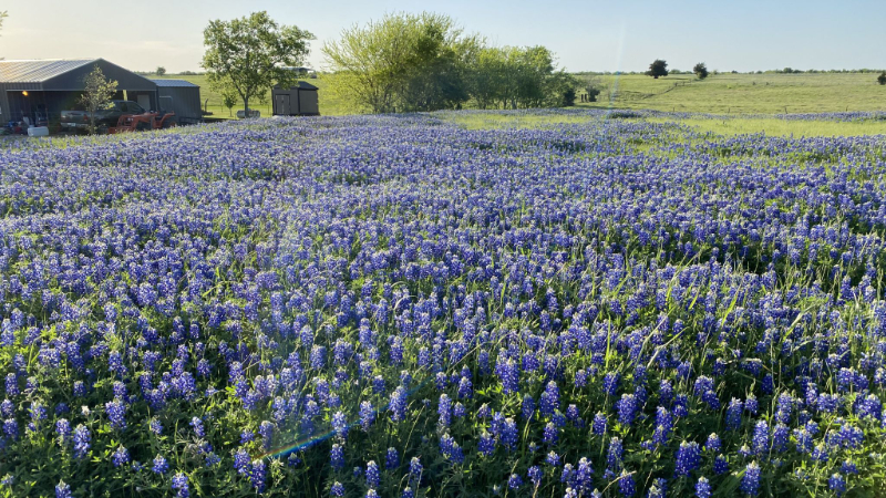 Ennis Bluebonnet Trails - Ennis | Secret World Trip Planner