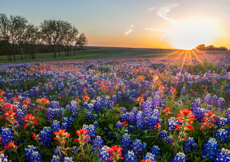 Ennis Bluebonnet Trails - Ennis | Secret World Trip Planner