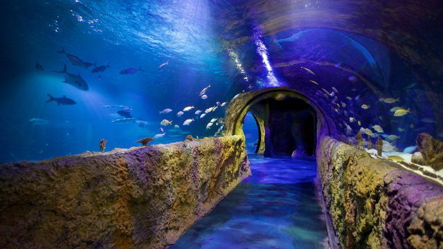 SEA LIFE Orlando akvaarium - Orlando | Secret World Trip Planner