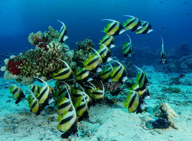 Ҷазираи кабӯтар - Pigeon Island | Secret World Trip Planner