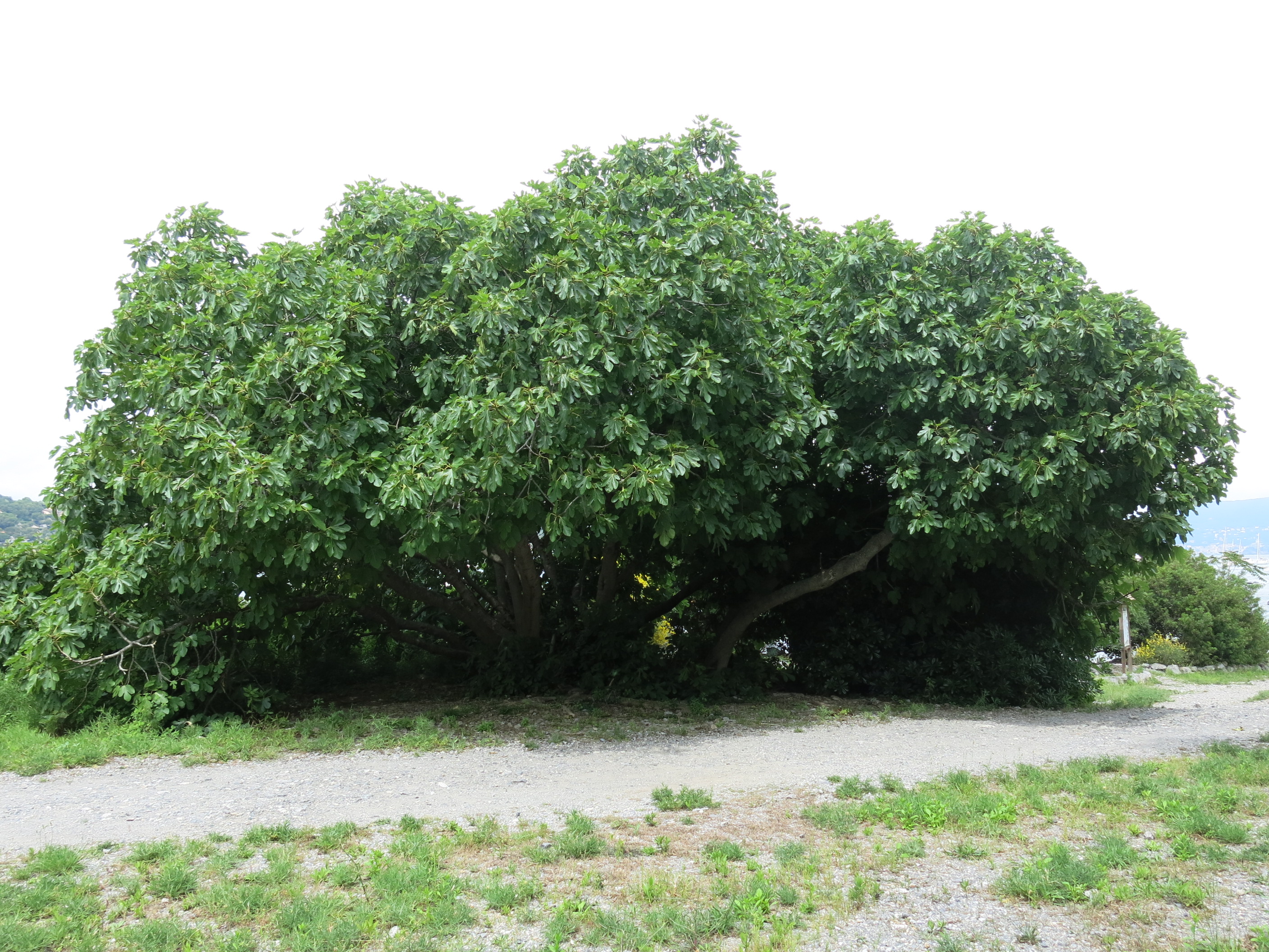 Острів Пальмарія - Palmaria | Secret World Trip Planner