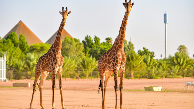 Zoológico de Riad: Un Viaje a la Naturaleza y la Maravilla - Riyadh | Secret World Trip Planner