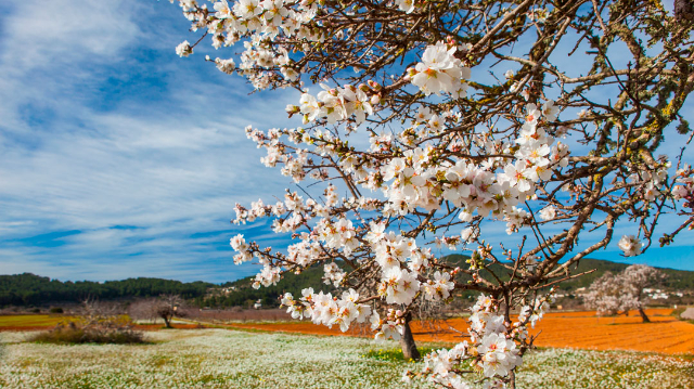 Floare de migdale - Ivissa | Secret World Trip Planner