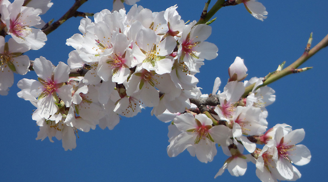 Floare de migdale - Ivissa | Secret World Trip Planner