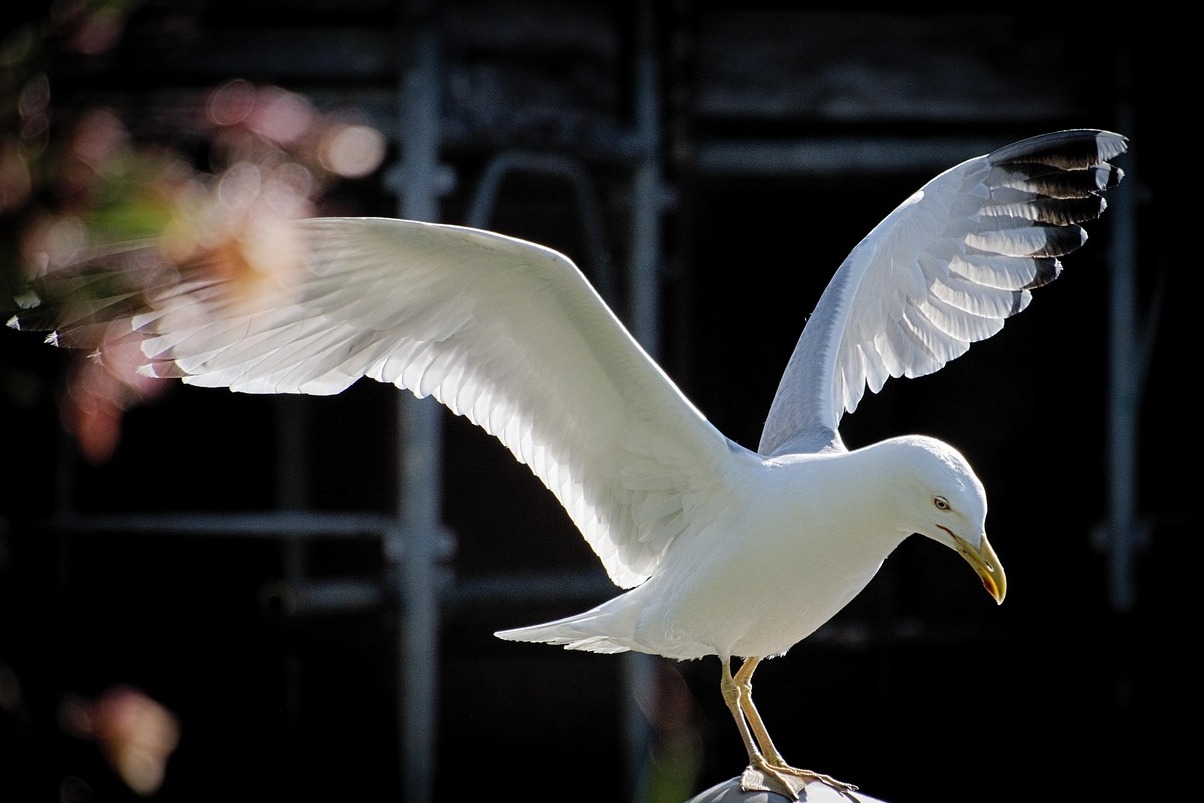 גבינת עיזים וכבש עם נענע - Capracotta | Secret World Trip Planner