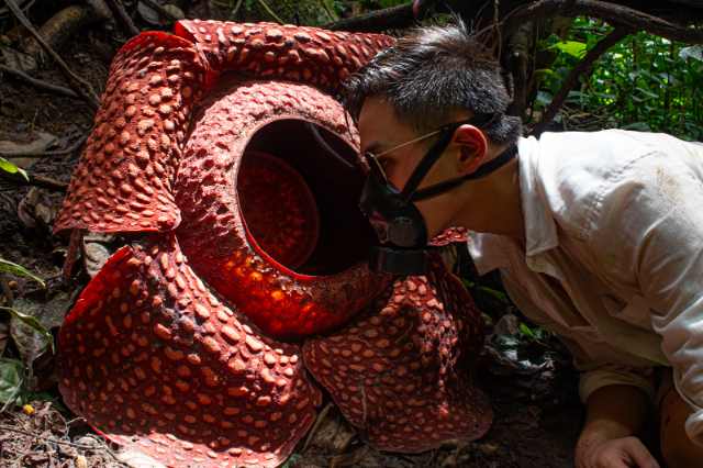 Rafflesia, the world's largest flower - Distretto di Phanom | Secret World Trip Planner