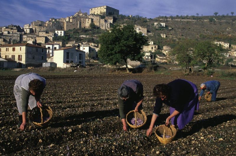 Zafferano di Navelli - Navelli | Secret World Trip Planner