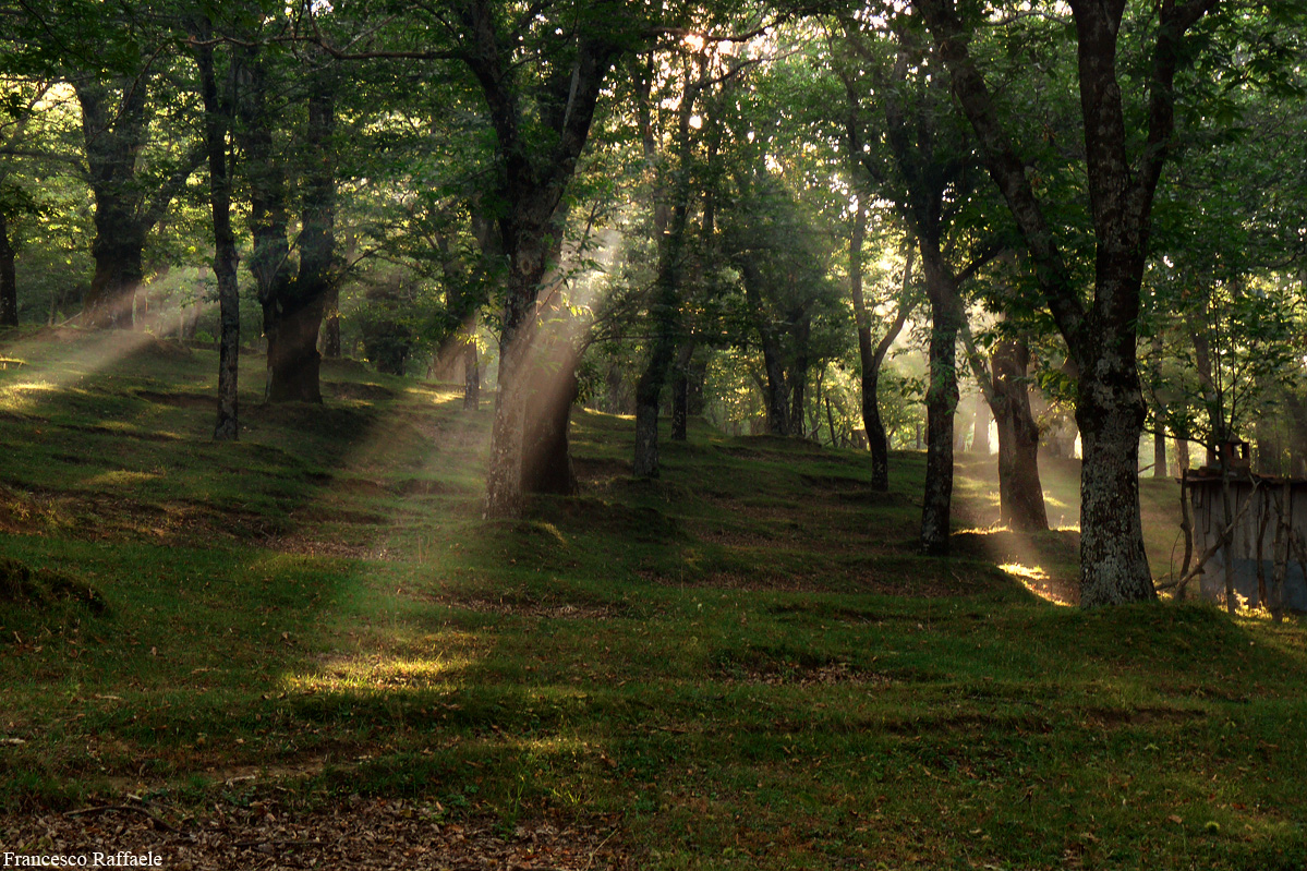 mount terminio and the ancient chestnut groves - Serino | Secret World Trip Planner