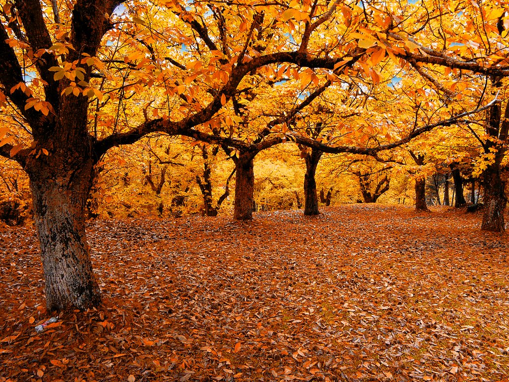 mount terminio and the ancient chestnut groves - Serino | Secret World Trip Planner