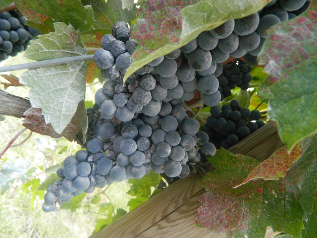 Lenda de Sangiovese - Santarcangelo di Romagna | Secret World Trip Planner